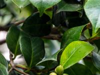 Knospen an Lorbeerbaum